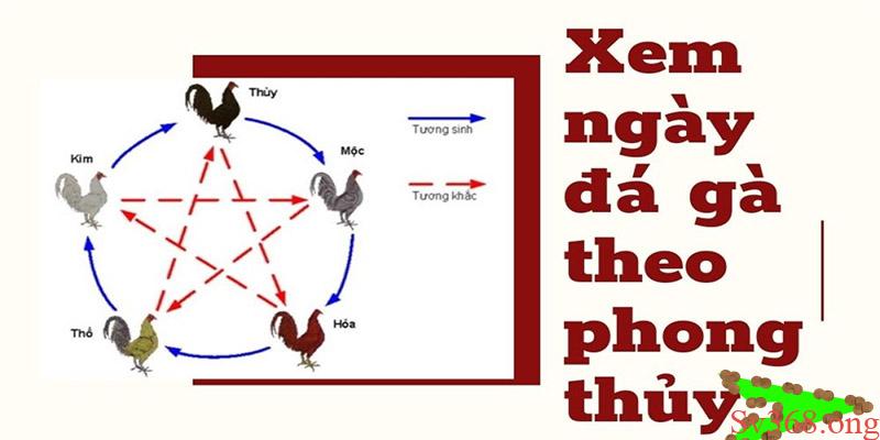 Xem ngày đá gà đang rất phổ biến