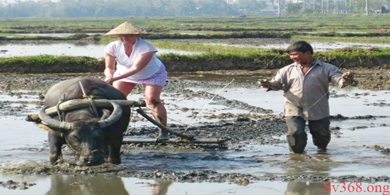 Mơ thấy trâu đang cày ruộng cho thấy bạn là con người chăm chỉ, chịu khó để đạt được thành công