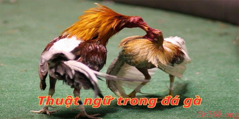 Các thuật ngữ trong đá gà