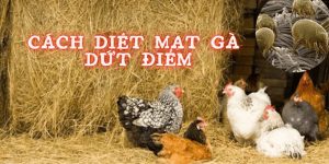 Cách diệt mạt gà hiệu quả nhanh chóng