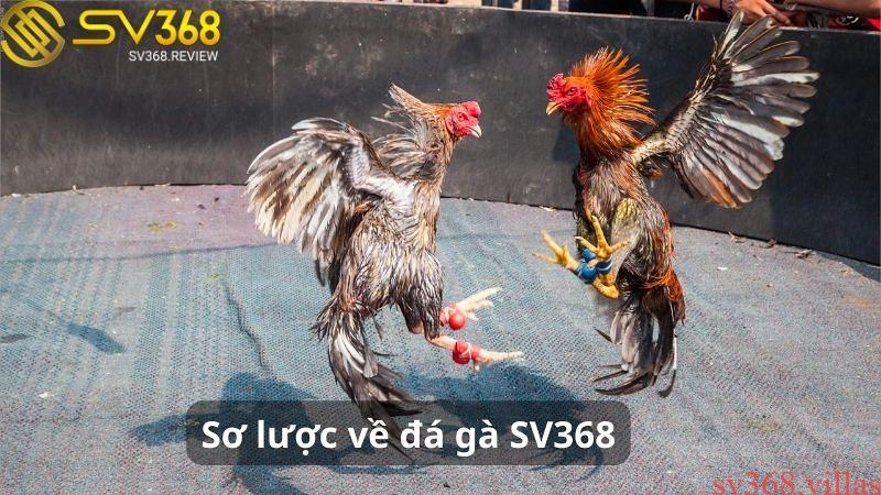 Tìm hiểu đá gà SV368 